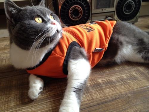 ³¯Ïʲ»¶Ï¿ª·¢ÀûÓø÷ÖÖÄÜÔ´×ÊÔ´¸ÄÉÆµçÁ¦¹©Ó¦